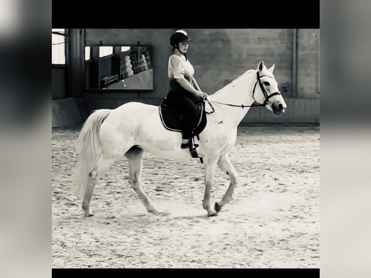 Caballo de deporte irlandés Yegua 18 años 169 cm Tordo in Remscheid