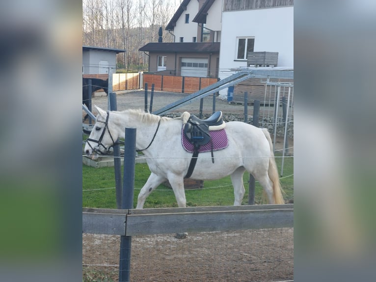 Caballo de deporte irlandés Yegua 19 años Tordo in Pöllau