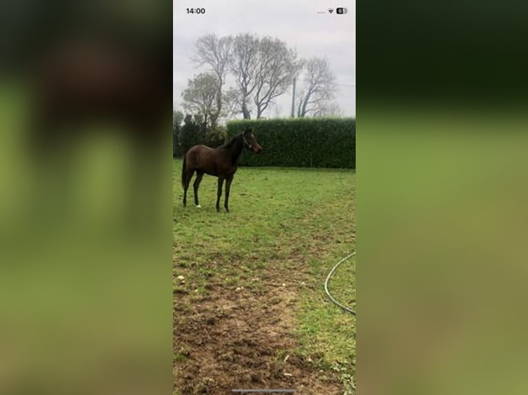 Caballo de deporte irlandés Yegua 1 año 165 cm Castaño rojizo in Limerick