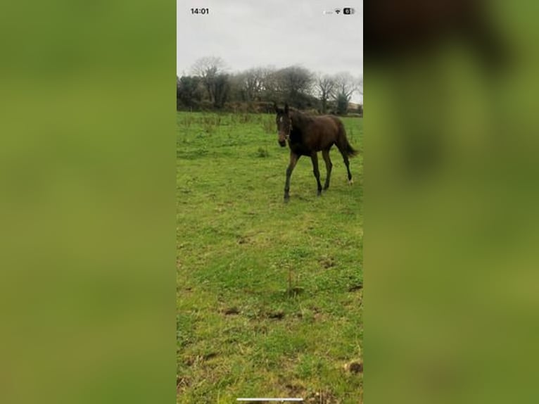 Caballo de deporte irlandés Yegua 1 año 165 cm Castaño rojizo in Limerick