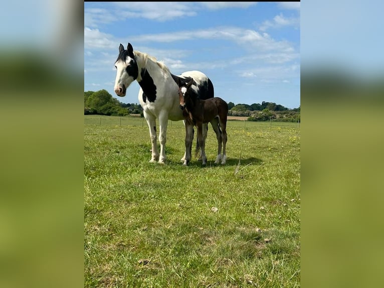 Caballo de deporte irlandés Yegua 1 año in Napoli