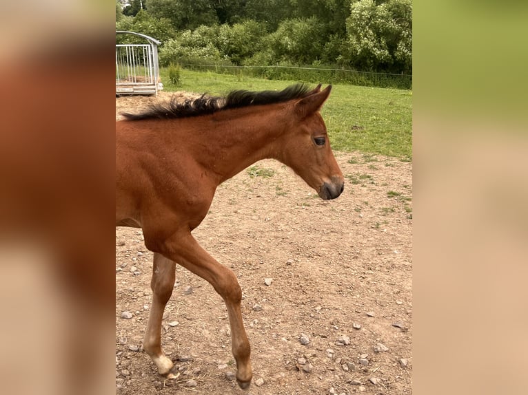 Caballo de deporte irlandés Mestizo Yegua 1 año Castaño in Katzenelnbogen