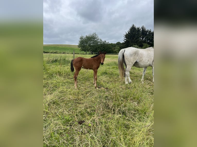 Caballo de deporte irlandés Mestizo Yegua 1 año Castaño in Katzenelnbogen