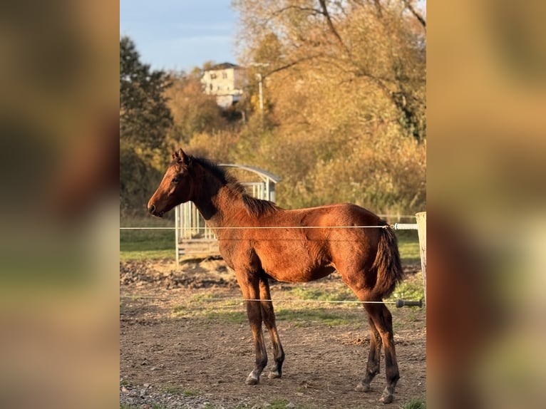 Caballo de deporte irlandés Mestizo Yegua 1 año Castaño in Katzenelnbogen