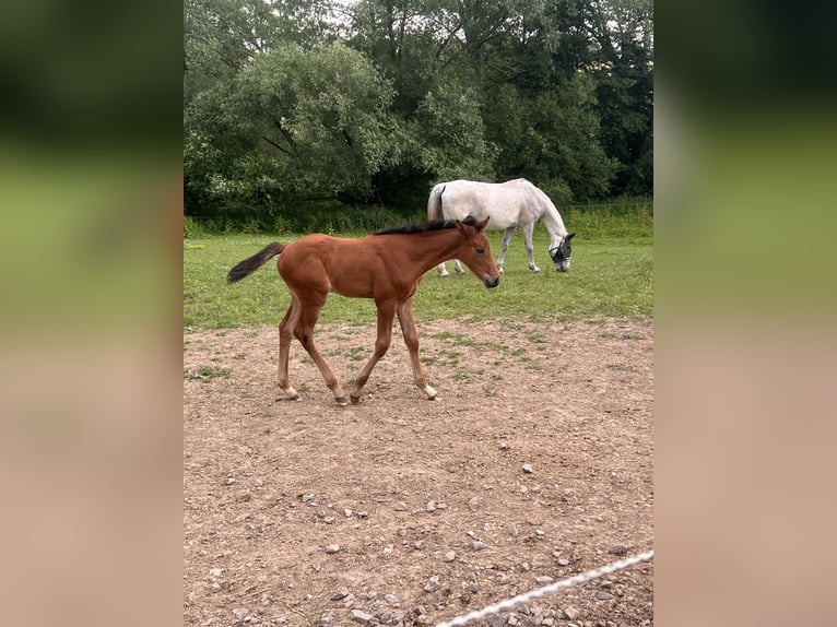 Caballo de deporte irlandés Mestizo Yegua 1 año Castaño in Katzenelnbogen