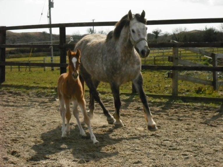 Caballo de deporte irlandés Yegua 22 años 162 cm Tordo in Schierensee