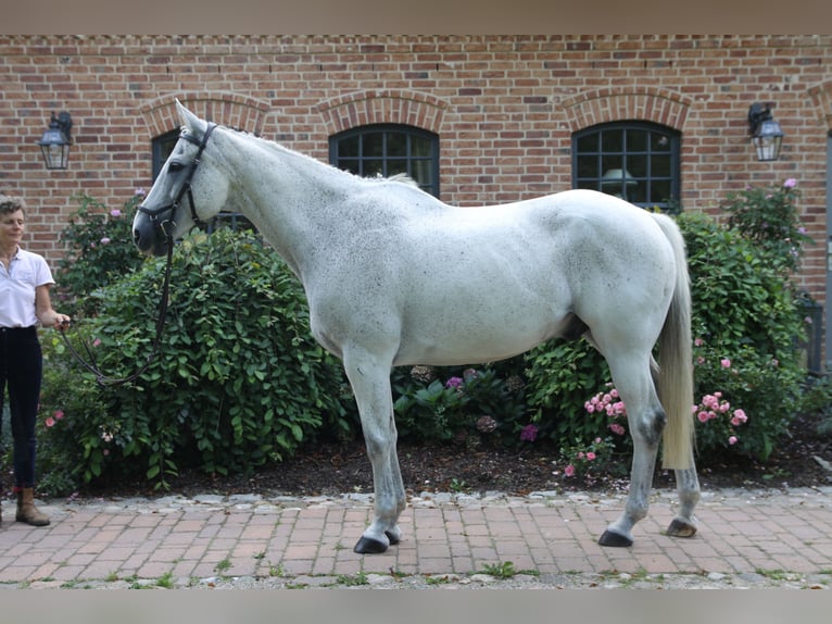 Caballo de deporte irlandés Yegua 22 años 162 cm Tordo in Schierensee