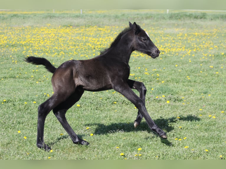 Caballo de deporte irlandés Yegua 22 años 162 cm Tordo in Schierensee
