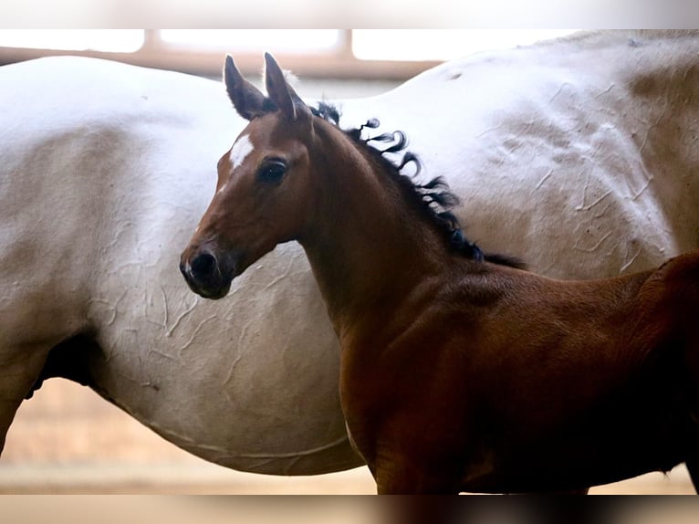 Caballo de deporte irlandés Yegua 22 años 162 cm Tordo in Schierensee