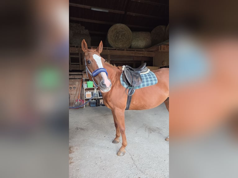 Caballo de deporte irlandés Mestizo Yegua 23 años 164 cm Alazán in Altenmarkt
