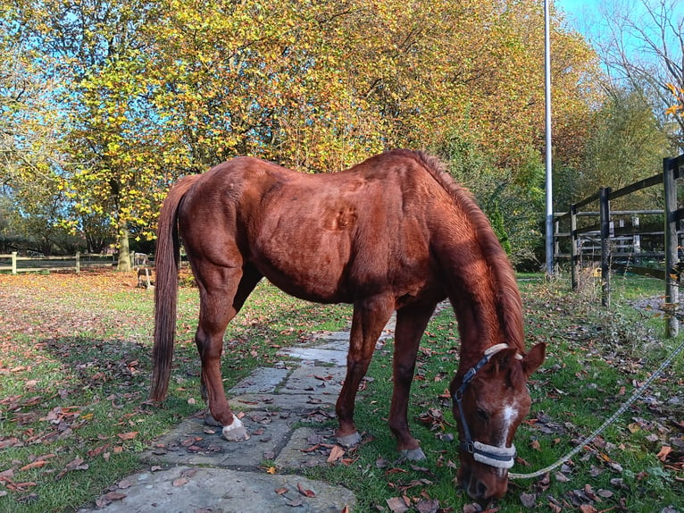 Caballo de deporte irlandés Yegua 24 años 140 cm Alazán-tostado in Warendorf