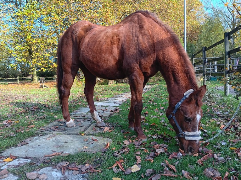 Caballo de deporte irlandés Yegua 24 años 140 cm Alazán-tostado in Warendorf