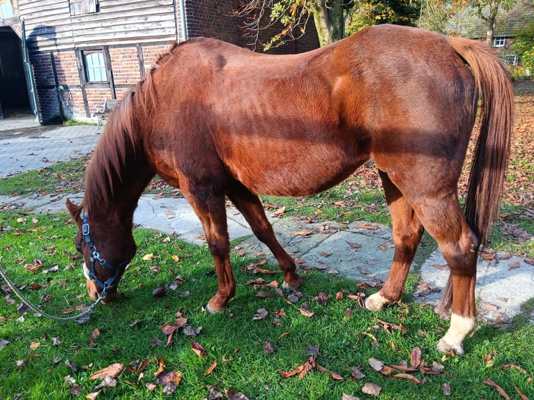 Caballo de deporte irlandés Yegua 24 años 140 cm Alazán-tostado in Warendorf