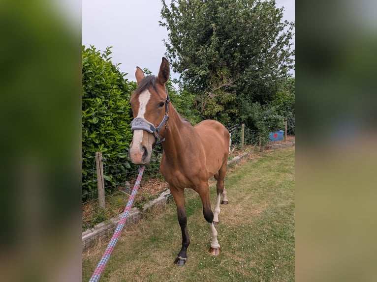 Caballo de deporte irlandés Mestizo Yegua 2 años 163 cm Castaño rojizo in Newark