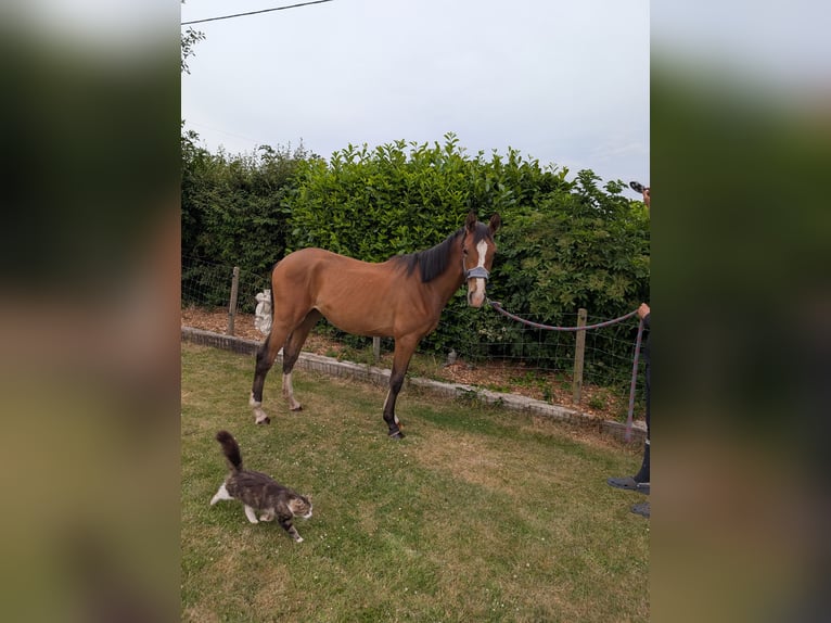 Caballo de deporte irlandés Mestizo Yegua 2 años 163 cm Castaño rojizo in Newark