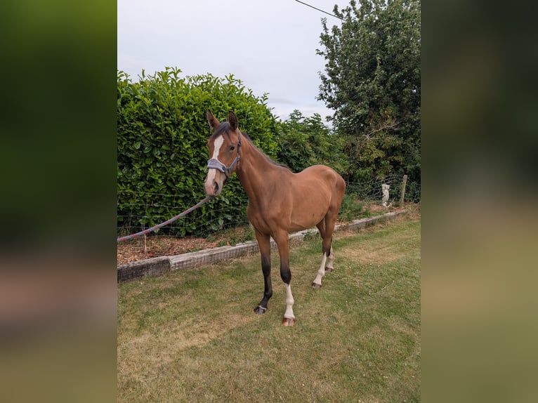 Caballo de deporte irlandés Mestizo Yegua 2 años 163 cm Castaño rojizo in Newark