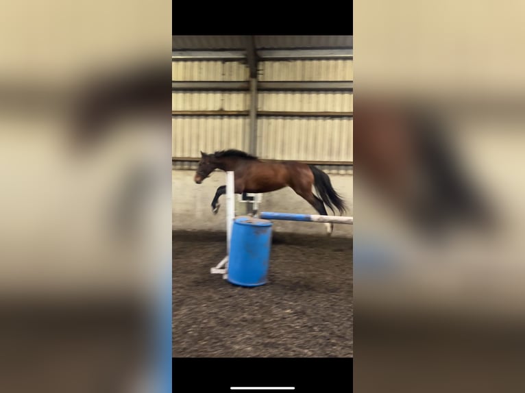 Caballo de deporte irlandés Yegua 2 años 163 cm Castaño rojizo in Connacht