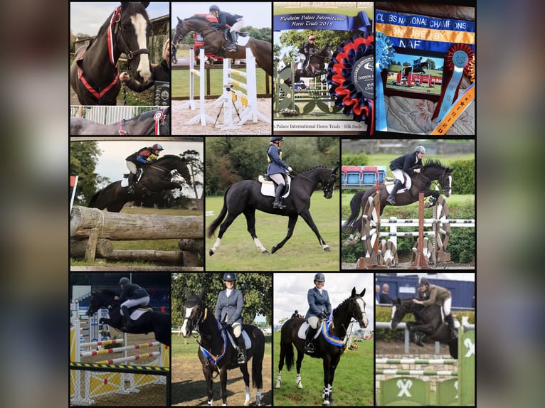 Caballo de deporte irlandés Yegua 2 años 168 cm Negro in Pembrokeshire