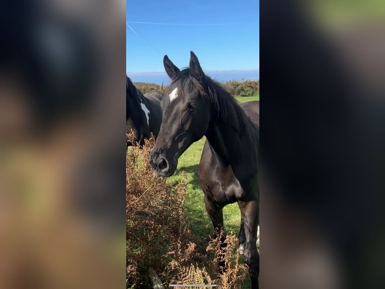 Caballo de deporte irlandés Yegua 2 años 168 cm Negro in Pembrokeshire