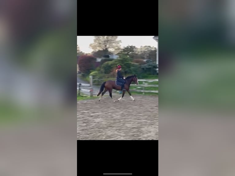 Caballo de deporte irlandés Yegua 3 años 155 cm Castaño rojizo in Kerry