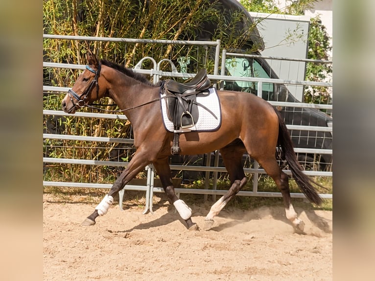 Caballo de deporte irlandés Yegua 3 años 164 cm Castaño in Steinheim