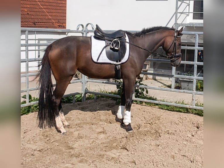 Caballo de deporte irlandés Yegua 3 años 164 cm Castaño in Steinheim