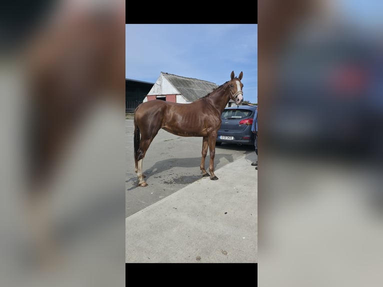 Caballo de deporte irlandés Yegua 3 años 168 cm Alazán-tostado in Kilrush