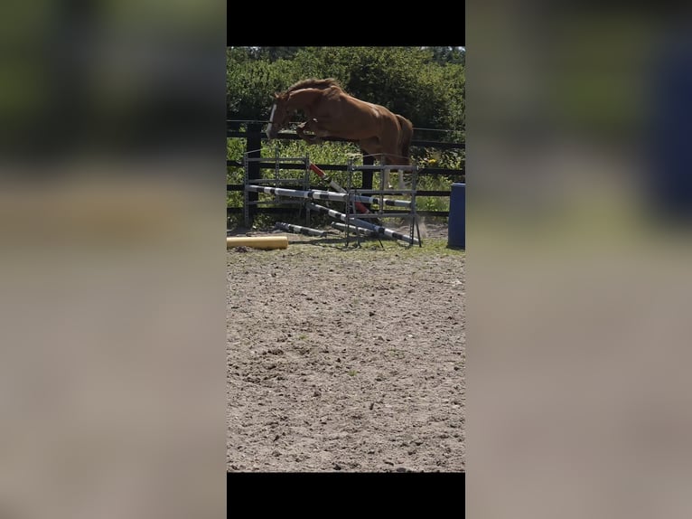 Caballo de deporte irlandés Yegua 3 años 168 cm Alazán-tostado in Kilrush