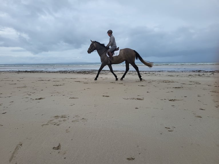 Caballo de deporte irlandés Yegua 3 años 170 cm in Enniscrone