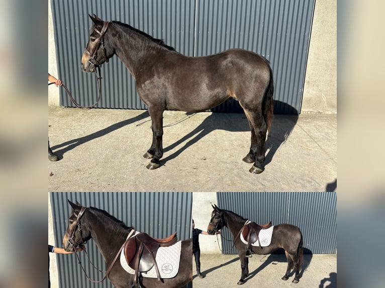 Caballo de deporte irlandés Yegua 4 años 130 cm Bayo in Mayo