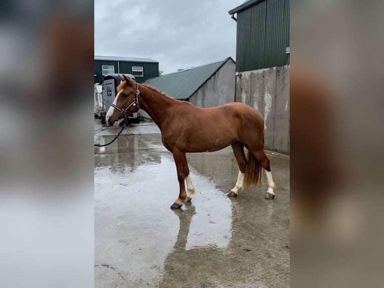 Caballo de deporte irlandés Yegua 4 años 138 cm Alazán-tostado in Sligo