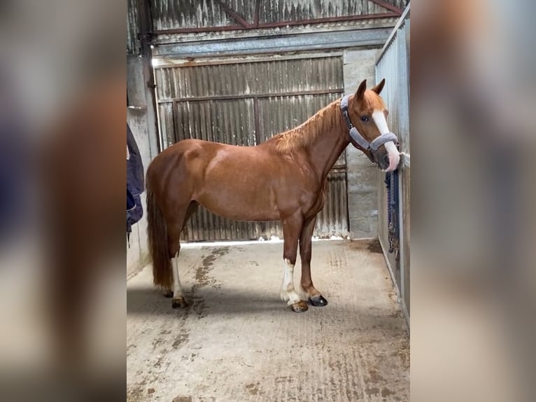 Caballo de deporte irlandés Yegua 4 años 138 cm Alazán-tostado in Sligo