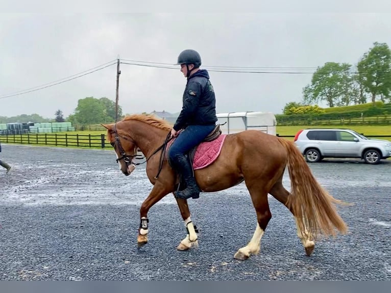 Caballo de deporte irlandés Yegua 4 años 138 cm Alazán-tostado in Sligo