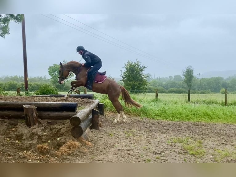 Caballo de deporte irlandés Yegua 4 años 138 cm Alazán-tostado in Sligo