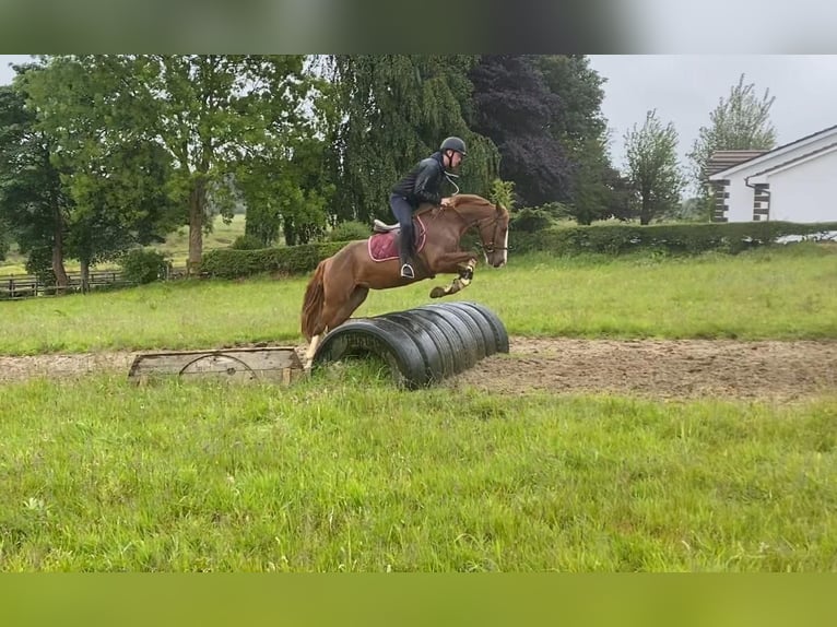 Caballo de deporte irlandés Yegua 4 años 138 cm Alazán-tostado in Sligo