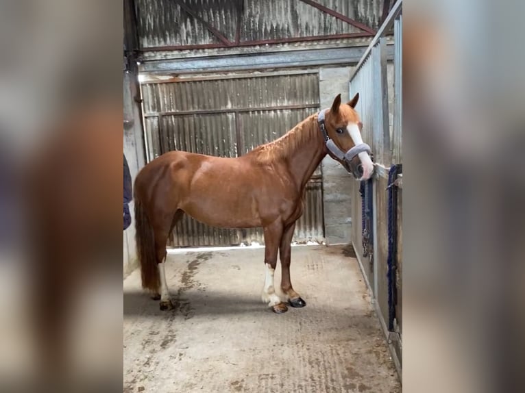 Caballo de deporte irlandés Yegua 4 años 138 cm Alazán-tostado in Sligo