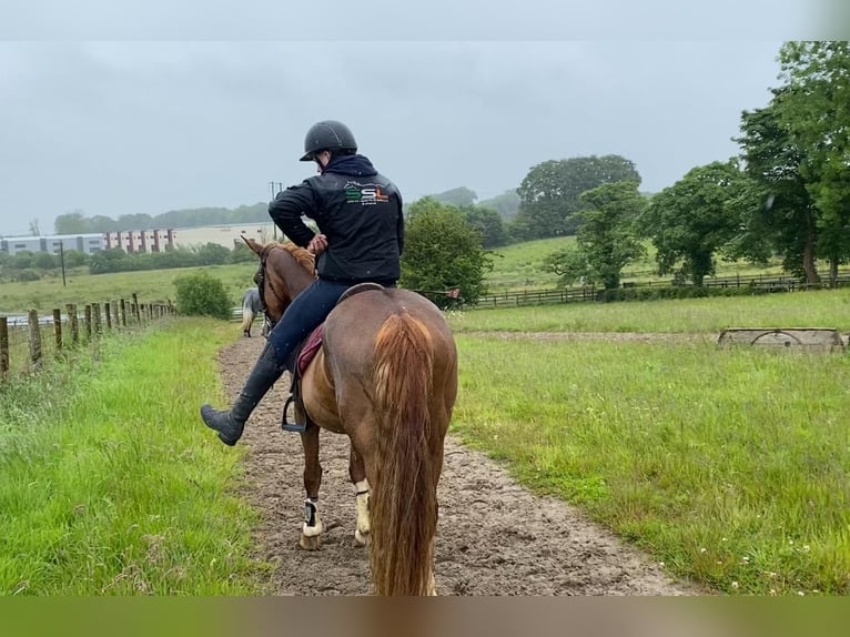 Caballo de deporte irlandés Yegua 4 años 138 cm Alazán-tostado in Sligo