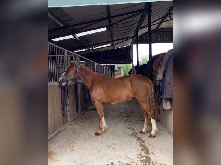 Caballo de deporte irlandés Yegua 4 años 138 cm Alazán-tostado in Sligo