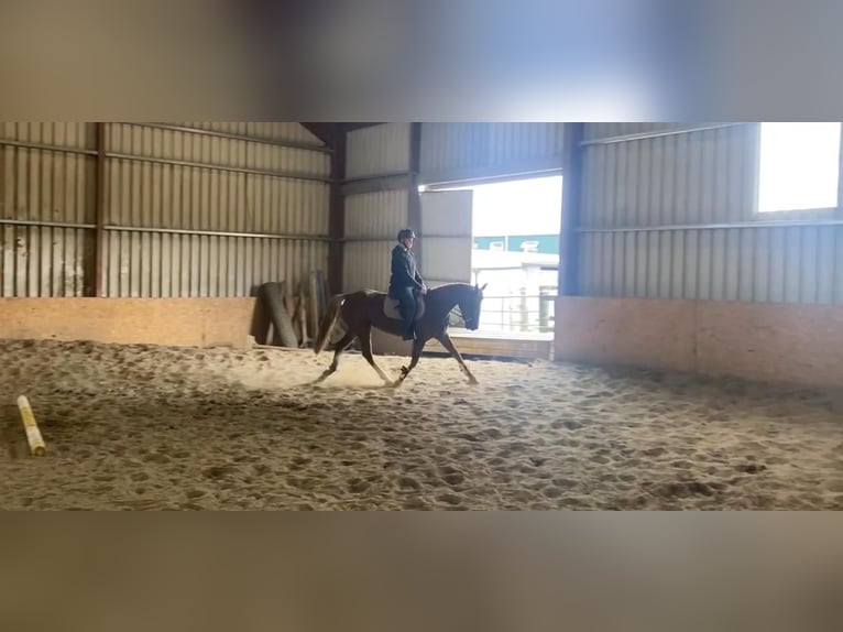 Caballo de deporte irlandés Yegua 4 años 148 cm Alazán-tostado in Sligo