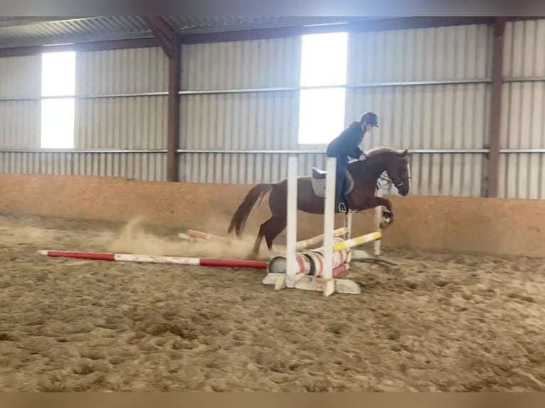 Caballo de deporte irlandés Yegua 4 años 148 cm Alazán-tostado in Sligo