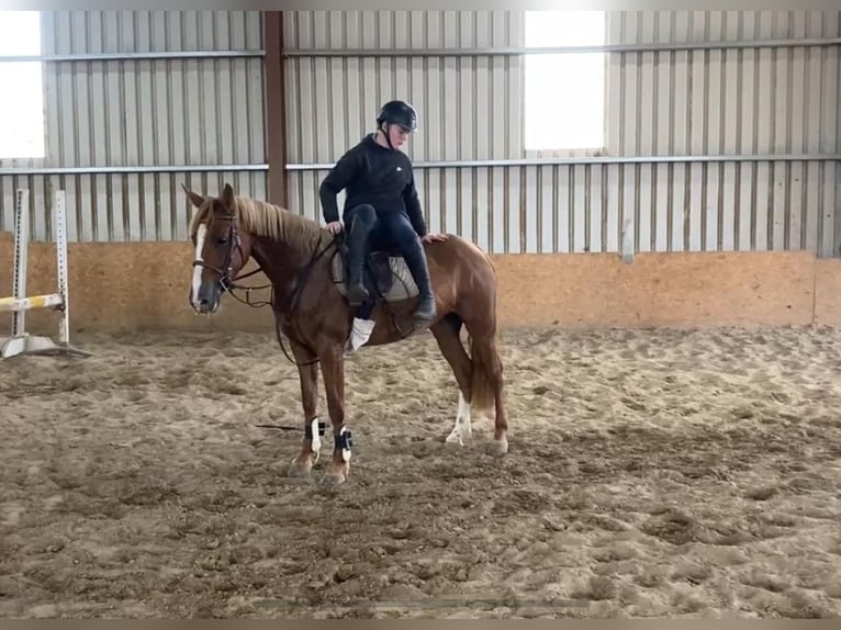 Caballo de deporte irlandés Yegua 4 años 148 cm Alazán-tostado in Sligo