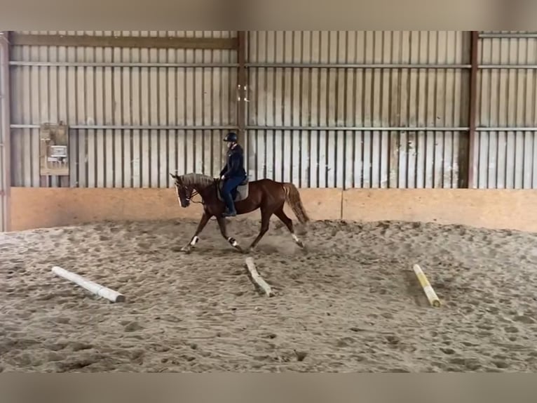 Caballo de deporte irlandés Yegua 4 años 148 cm Alazán-tostado in Sligo