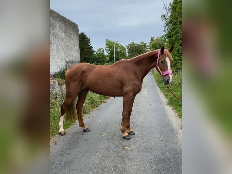 Caballo de deporte irlandés Yegua 4 años 148 cm Alazán-tostado in Sligo