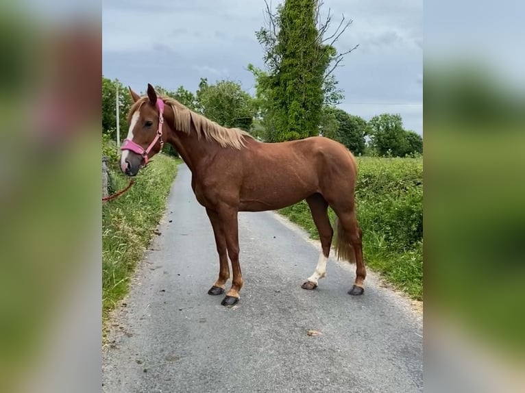 Caballo de deporte irlandés Yegua 4 años 148 cm Alazán-tostado in Sligo