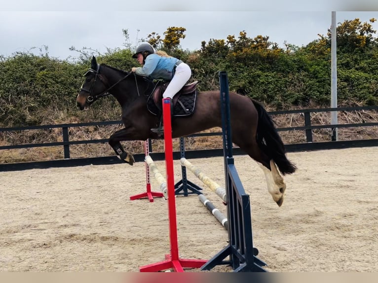 Caballo de deporte irlandés Yegua 4 años 154 cm Castaño rojizo in Raheen, Co. Laois