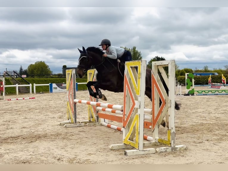 Caballo de deporte irlandés Yegua 4 años 154 cm Castaño rojizo in Raheen, Co. Laois