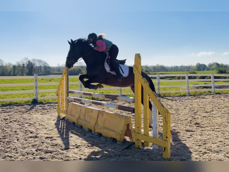 Caballo de deporte irlandés Yegua 4 años 154 cm Castaño rojizo in Raheen, Co. Laois
