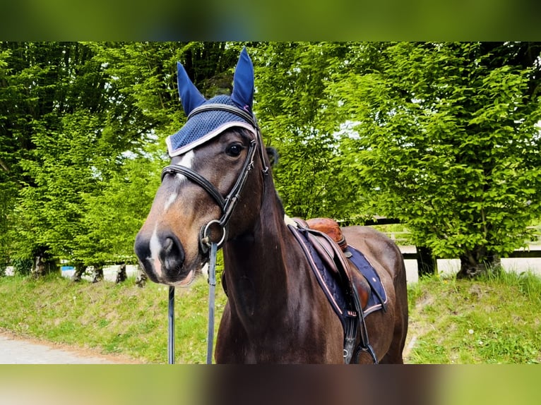 Caballo de deporte irlandés Yegua 4 años 154 cm Castaño rojizo in Raheen, Co. Laois