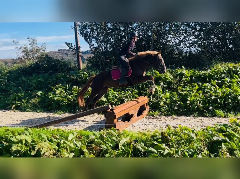 Caballo de deporte irlandés Mestizo Yegua 4 años 155 cm Alazán-tostado in Trebbin