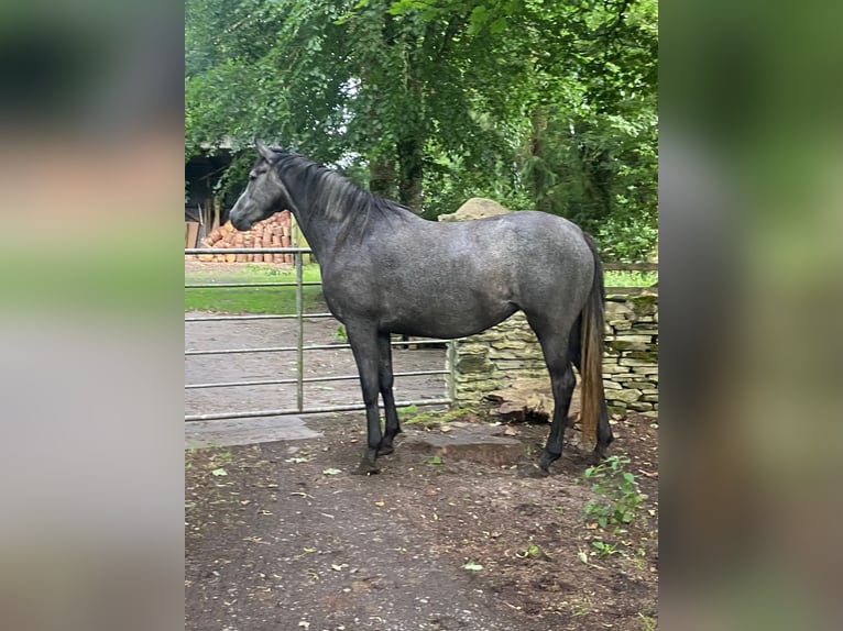 Caballo de deporte irlandés Yegua 4 años 155 cm Tordo in Ireland